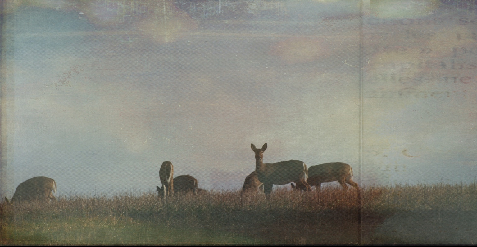 Deer gathered along a ridge