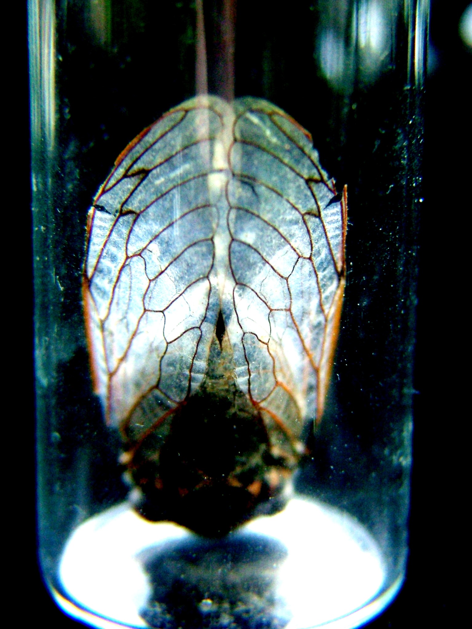 Cicada preserved in a glass specimen jar