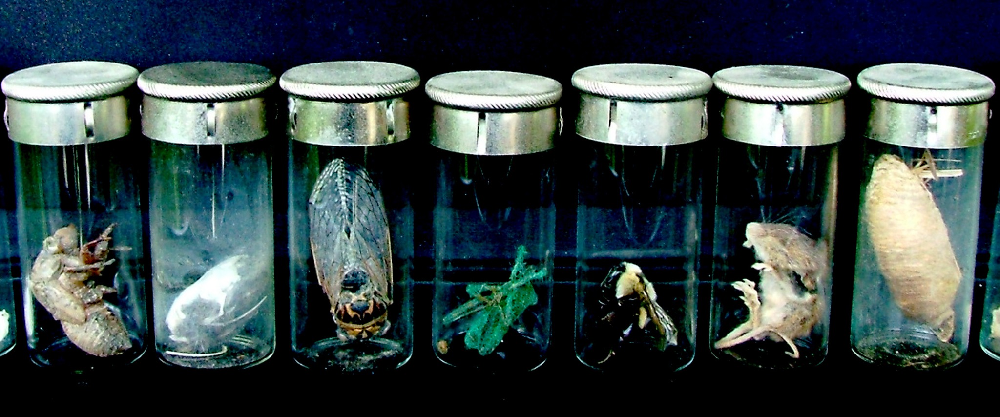 Natural history specimens arranged in glass jars