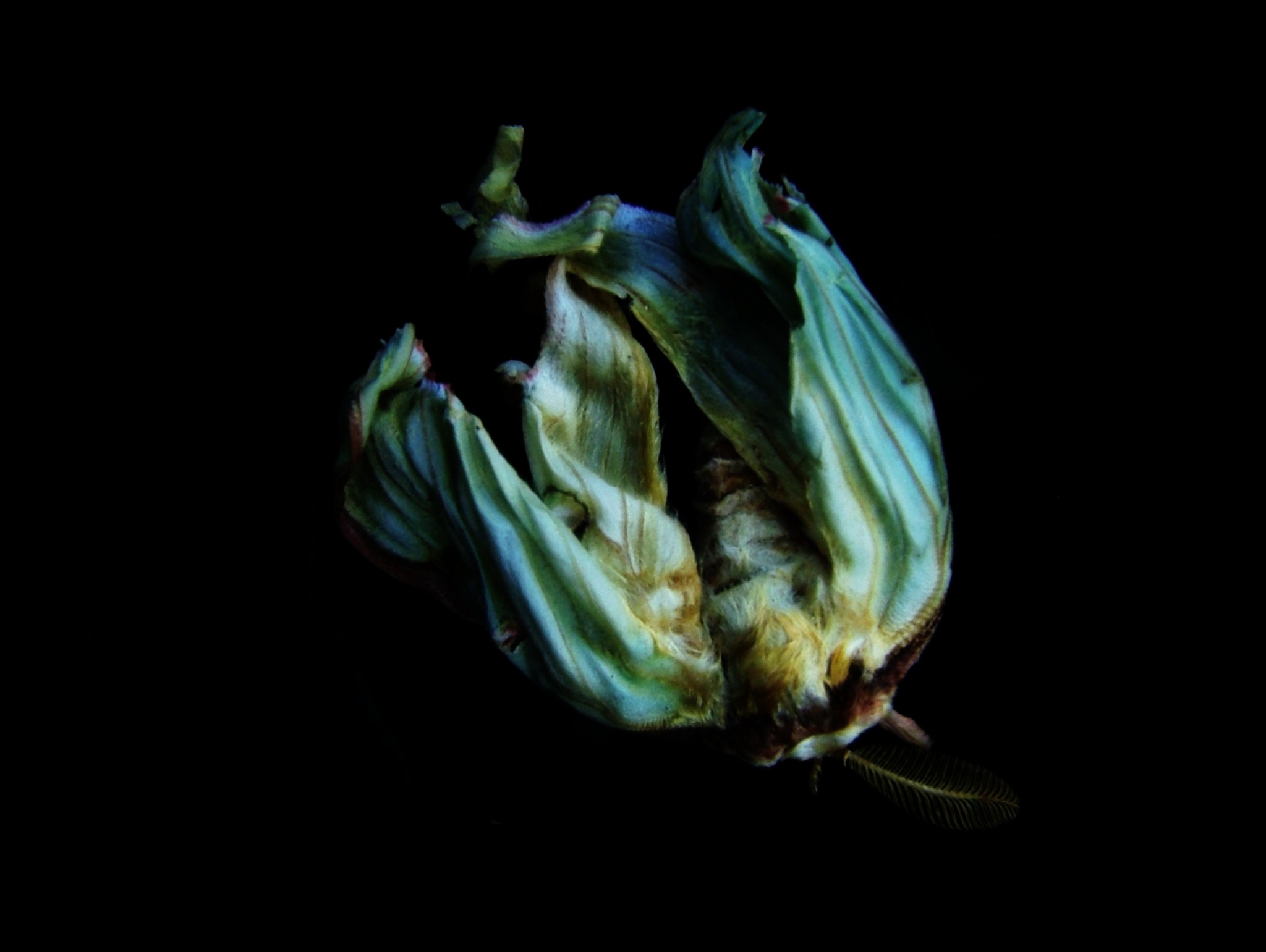 Luna moth in a dark close-up photograph