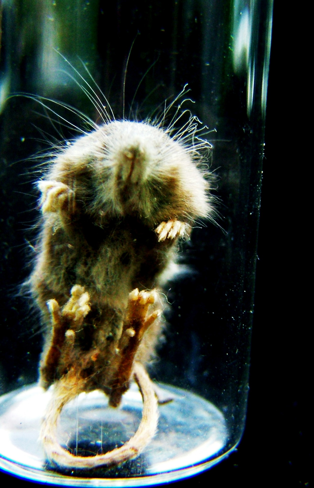 Small mammal specimen in a glass jar