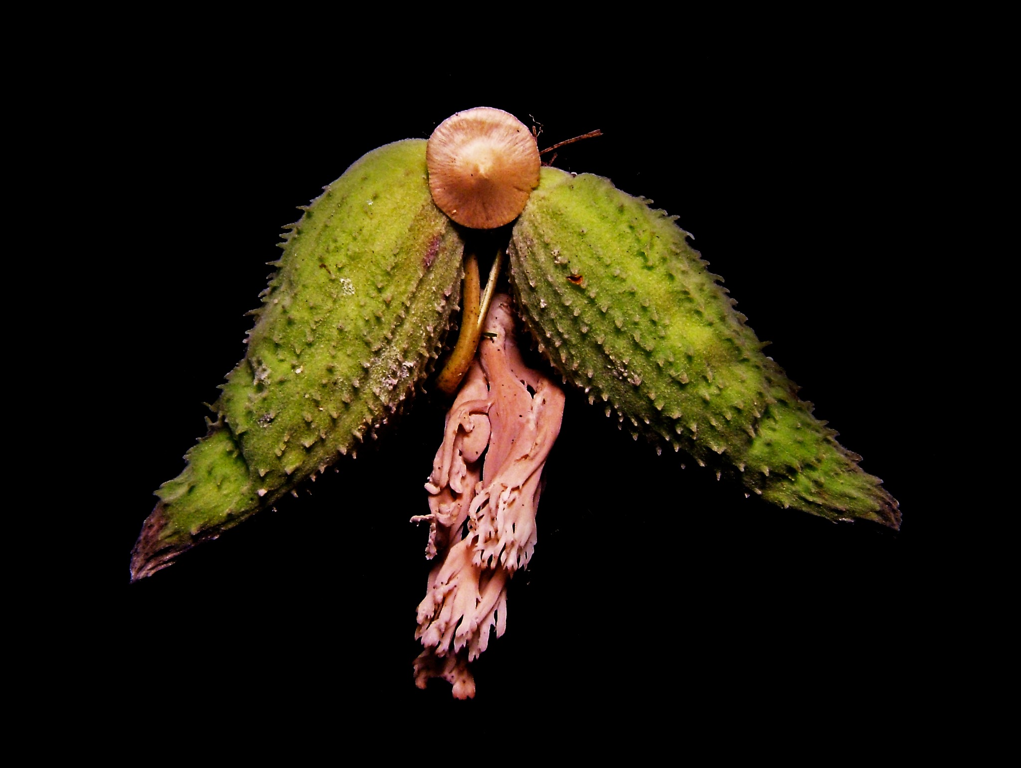Small mushroom with green and pink forms against black