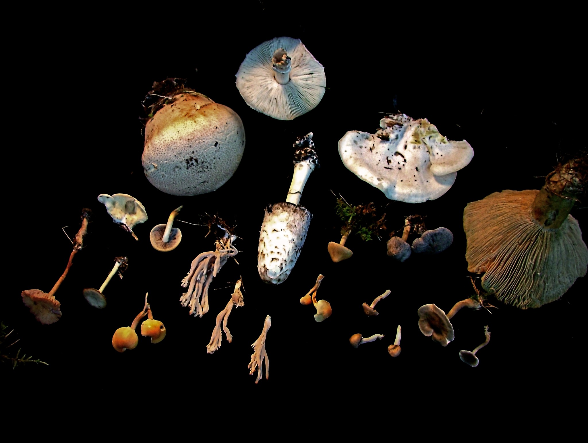A collection of small mushrooms and found forms