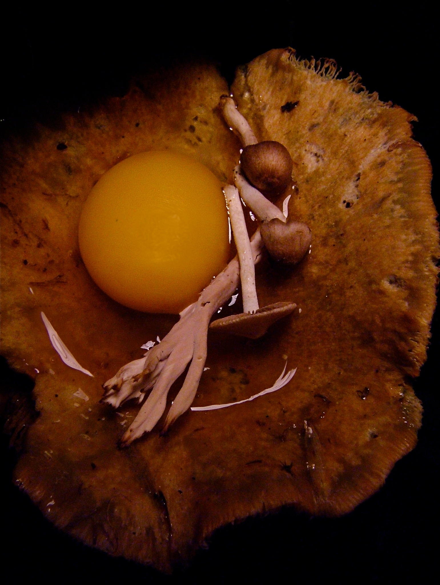 Golden round form among brown mushroom textures