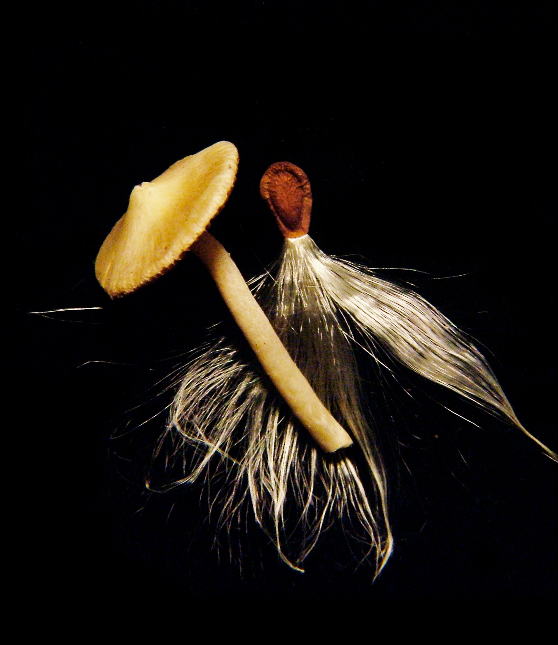 Delicate mushroom and seed forms lit against black