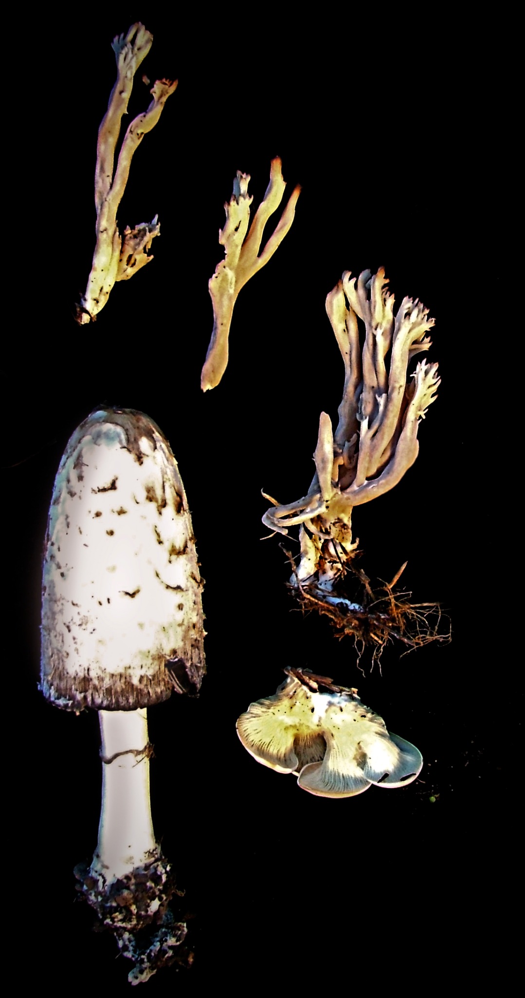 White mushrooms arranged on a black background