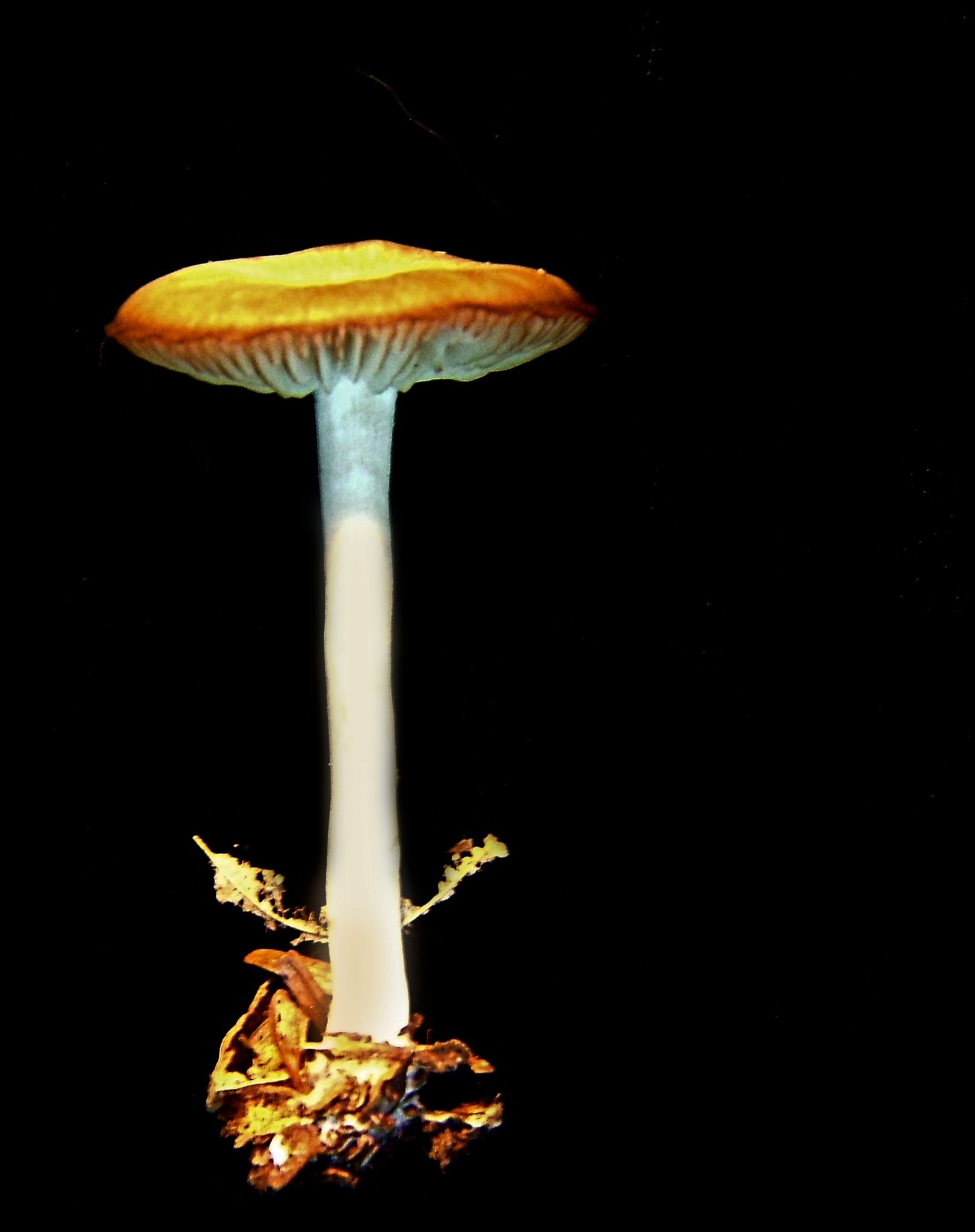A single tall mushroom lit against black